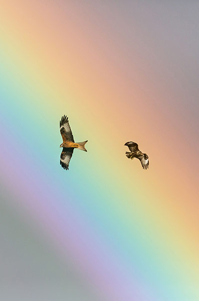 Week in Wildlife: Birds fly in front of a rainbow at the Red Kite centre, Rhayader, Wales