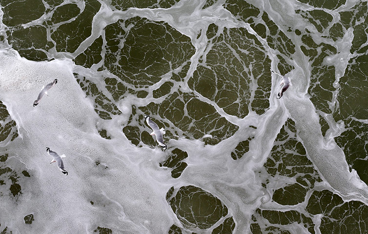 Week in Wildlife: Silver Gulls ocean crossing