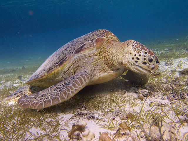 Week in Wildlife: green turtle at the bottom of the sea in the waters off Derawan Island