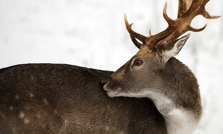 Week in Wildlife: Fresh snow in Saxony