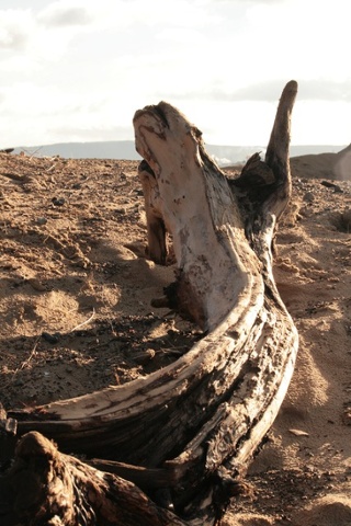 Driftwood.