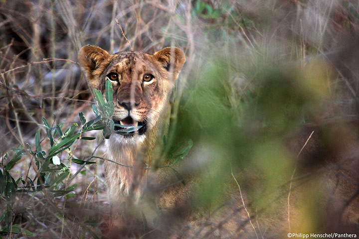 Week in Wildlife: West African lion cub in Nigeria s Yankari Game Reserve