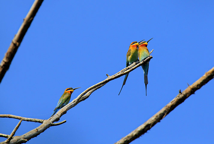 Week in Wildlife: Migratory birds at Moeyungyee wetland in Myanmar