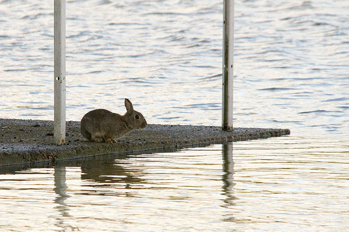 Week in Wildlife: Rabbits stranded in flooded Home Park, Windsor, UK - 11 Jan 2014