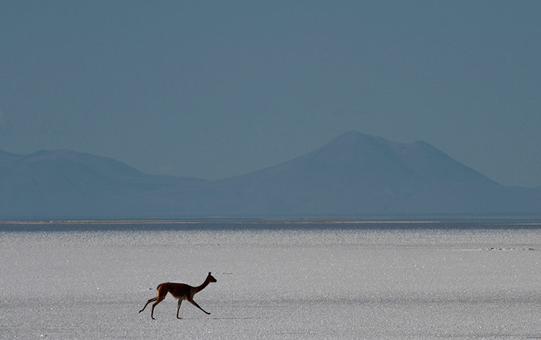 Week in Wildlife: A vicuna runs across a salt flat in Uyuni