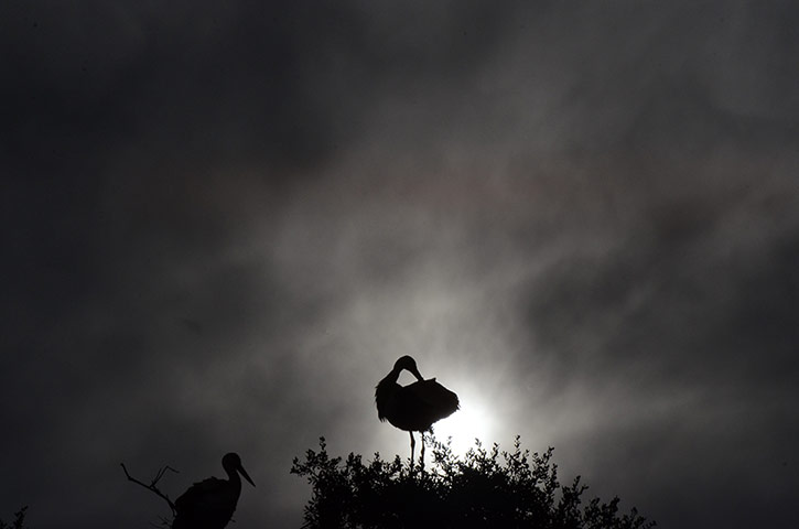 Week in Wildlife: White storks arrive back to Madrid
