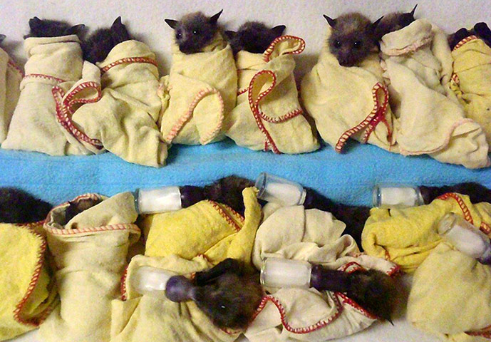 Week in Wildlife: fifteen heat-stressed baby Flying Foxes