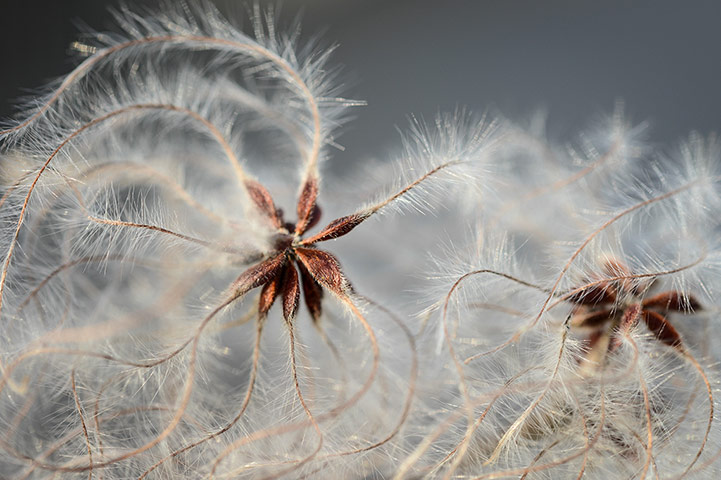 Week in Wildlife: Old man's beard