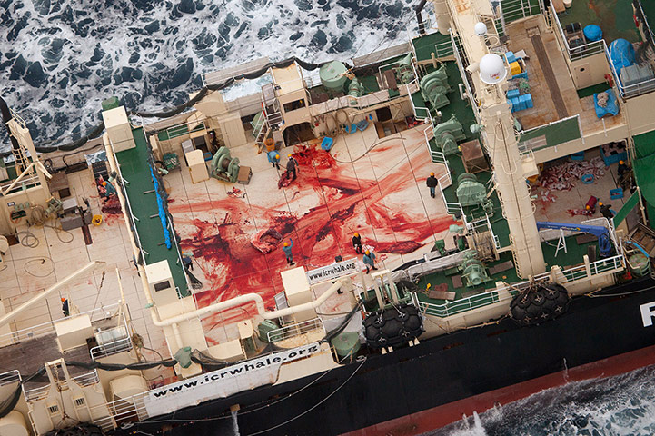 Whales on The Wires: Deck of the Japanese whaling vessel Nisshin Maru 