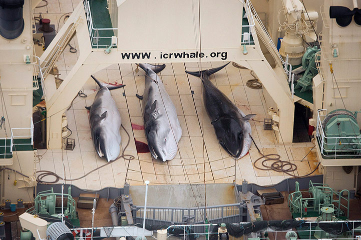 Whales on The Wires: Three Minke whales on the deck of the Japanese whaling vessel Nisshin Maru 