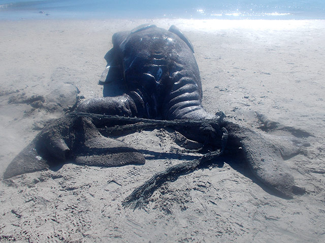 Whales on The Wires: gray whale calves lie dead in a beach in the Ojo de Liebre lagoon, Mexico