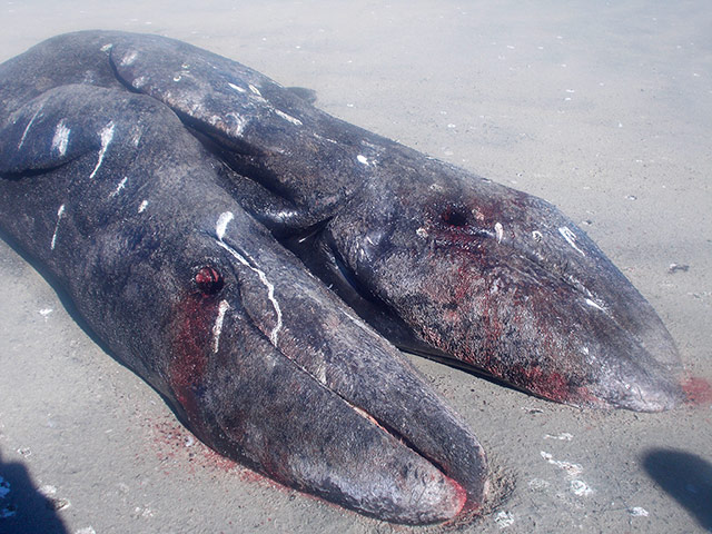 Whales on The Wires: gray whale calves lie dead in a beach in the Ojo de Liebre lagoon, Mexico