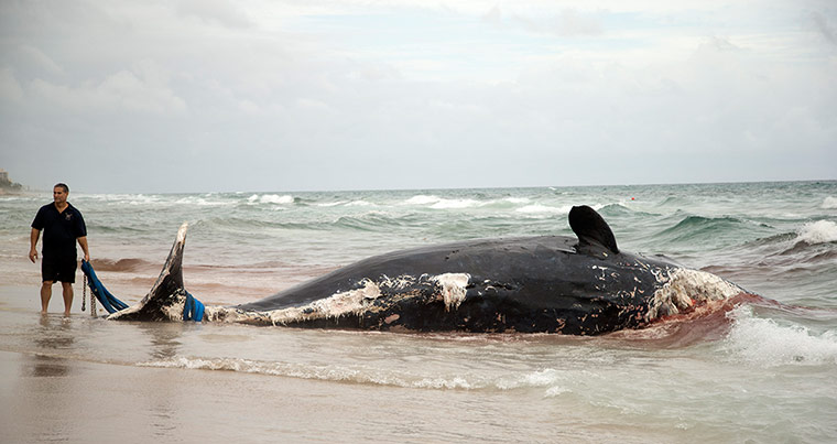 Whales on The Wires: Sperm Whale