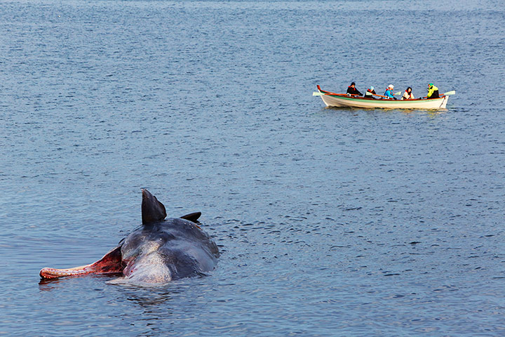 Whales on The Wires: Dead sperm whale