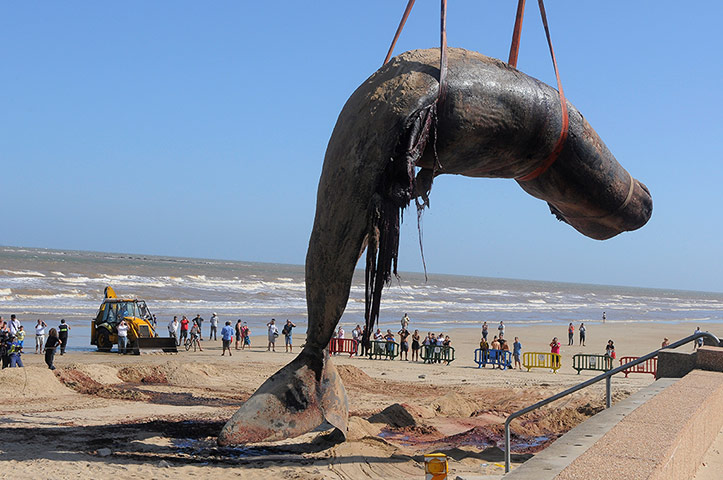 Whales on The Wires: The carcass of a sperm whale in Montevideo, Uruguay