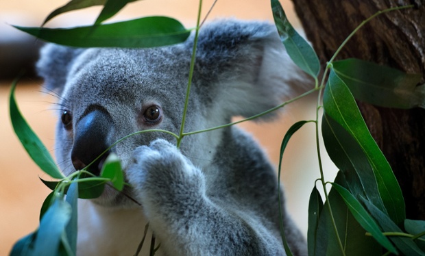 A Koala called Mullaya keeps on munching during the annual inventory at Dresden zoo, Germany.