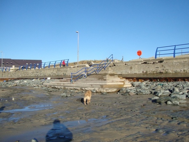 'The dog is standing on pure clay where two to three feet of sand used to be,' writes our reader of this image of Trearddur Bay seawall.