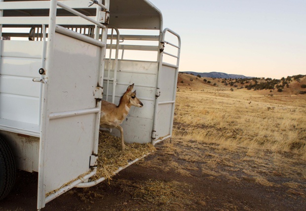A pronghorn peers out of the back of a trailer as it is released onto Forest Service land outside of Fort Stanton, near Capitan, New Mexico. 