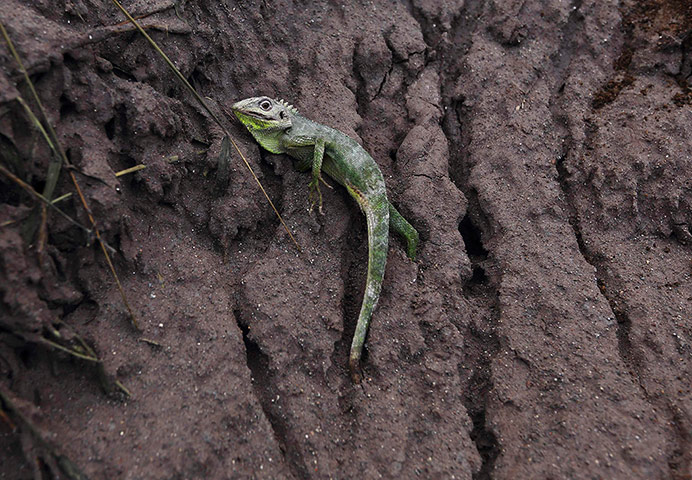 Week in wildlife: A lizard struggles as it is trapped in hardening volcanic ash