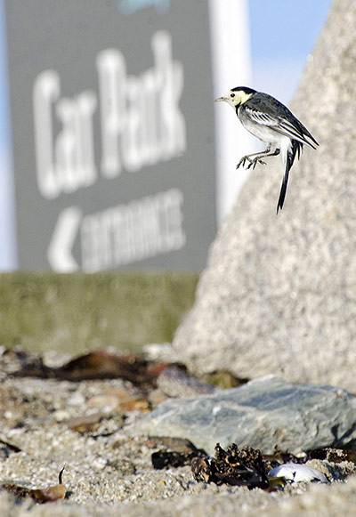 Week in wildlife: Jumping pied wagtail bird, Falmouth, Cornwall, Britain - 09 Jan 2014