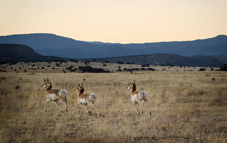 Week in wildlife: A group of pronghorn run across a meadow