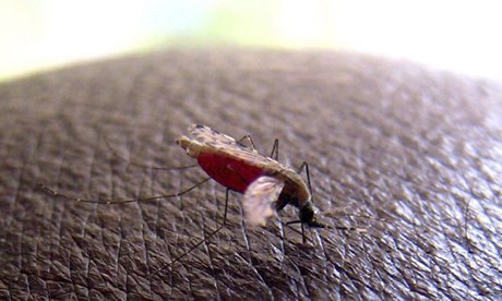 Mosquito draws blood