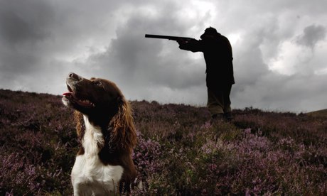 A gamekeeper aims his shotgun on a grouse estate on the Scottish Borders