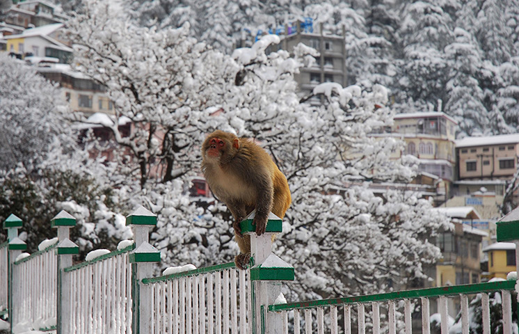 Weekend in pictures: Shimla, India: A monkey sits on a railing in the snow-covered hill town