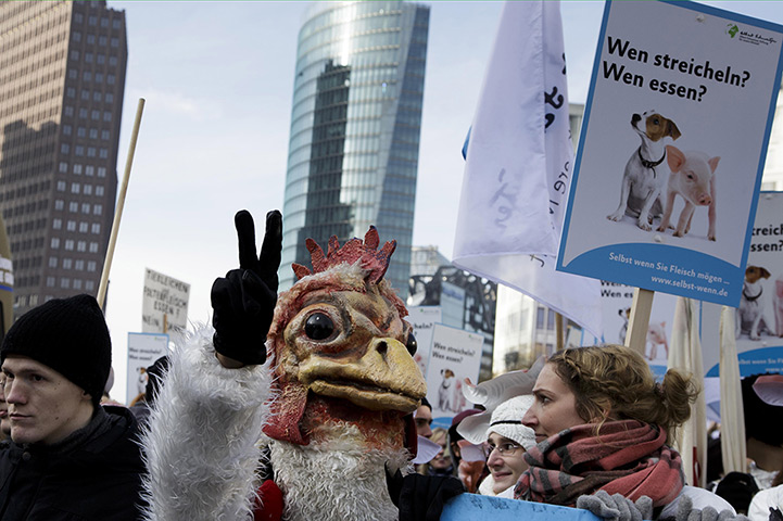 Weekend in pictures: Berlin, Germany:  A protester wears a chicken mask during a demonstration a