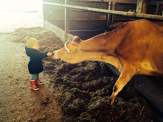 Your Pics - friendship: toddler feeding a cow