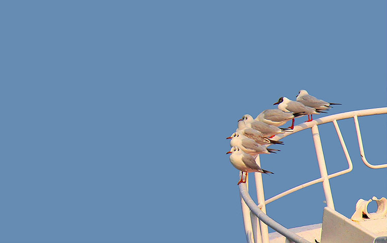 Your Pics - friendship: seagulls on boat 