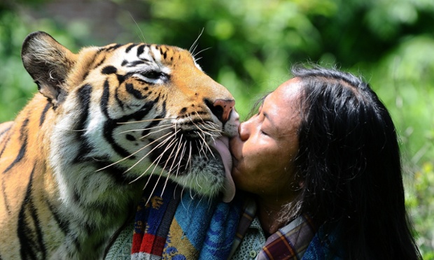 Dangerous vocation: Mulan Jamilah, a 6-year-old Bengal tiger, kisses caretaker Abdullah Sholeh, in the garden beside their home in Malang, Indonesia. Sholeh has become best friend and a full-time nanny to the tiger after Mulan's owner asked him to take care of the tiger when it was a 3-month-old cub. Sholeh regularly sleeps, plays and fights with the huge tiger.