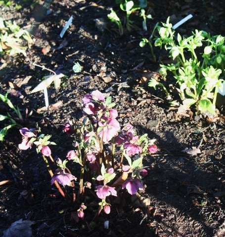 Hellebores in Bristol University Botanic Garden.