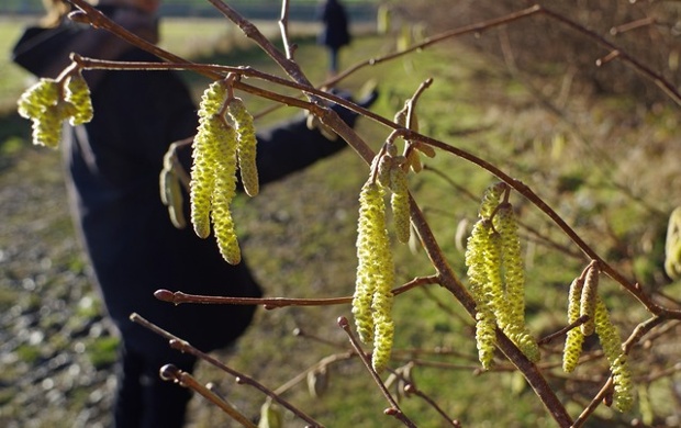Catkins in January sunlight.