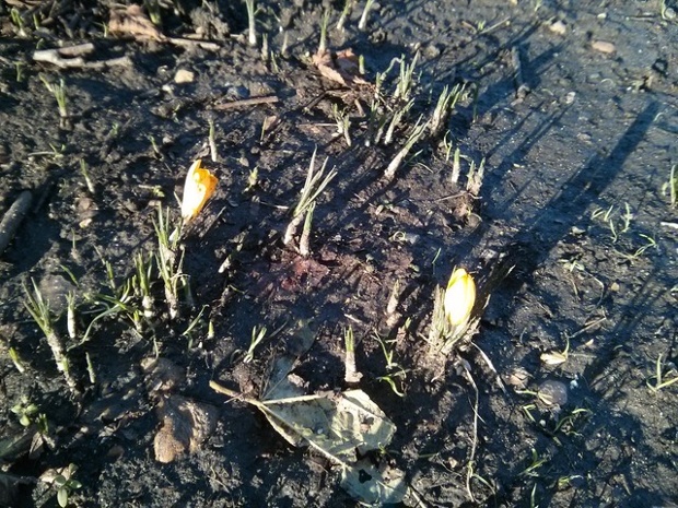 Crocuses peeking out in Green Park, London.