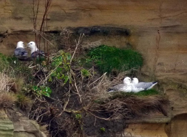 Fulmars pair-bonding on nesting ledges on the cliff below Tynemouth priory.
