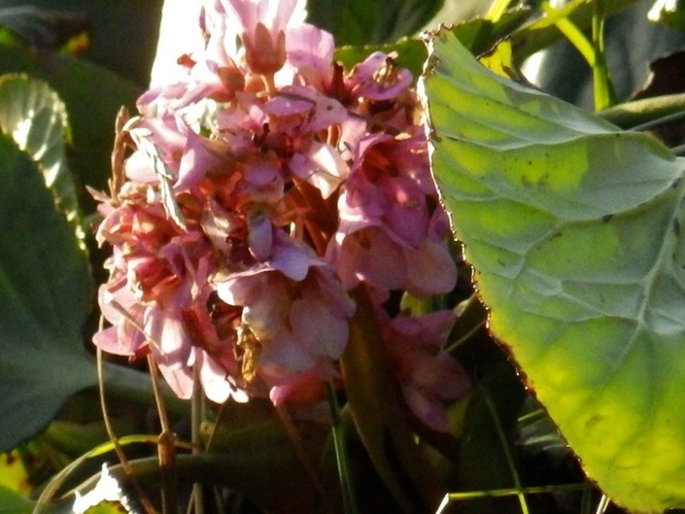 'This has been flowering since December.' Bergenia spotted in Lincolnshire.