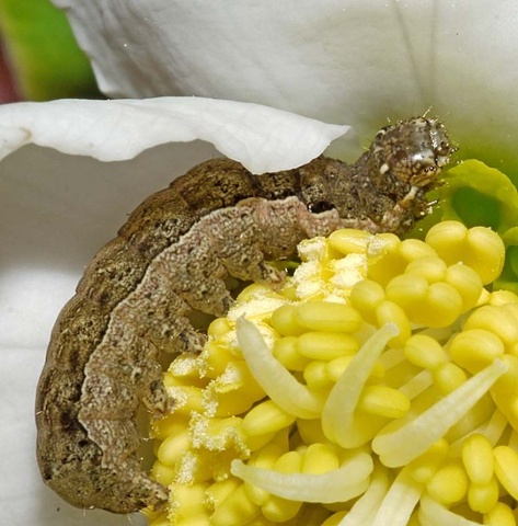 'A caterpillar found inside a Helleborus niger flower, in Durham.'