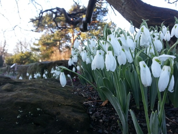 Melting snowdrops in Kew Gardens.