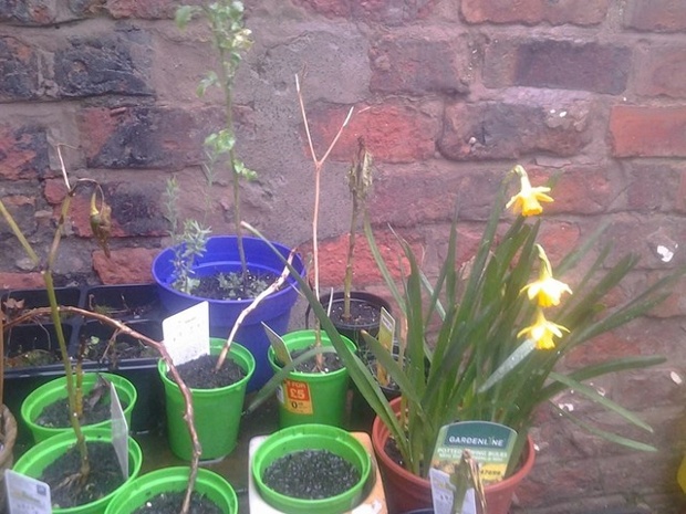 'Tiny daffodils in bloom - in December!'