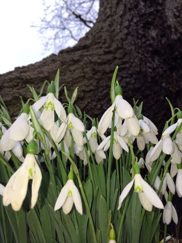 Snowdrops found in the grounds of Savill Gardens, Windsor. 'Welcome back spring, we've missed you.'
