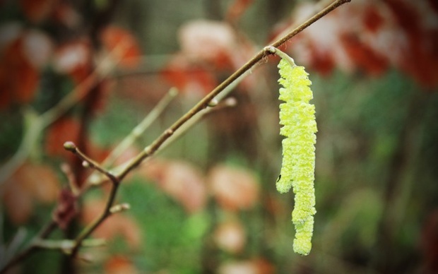 'Whispers of spring,' in this case, more catkins.
