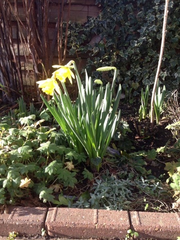 Daffodils in bloom in west London.