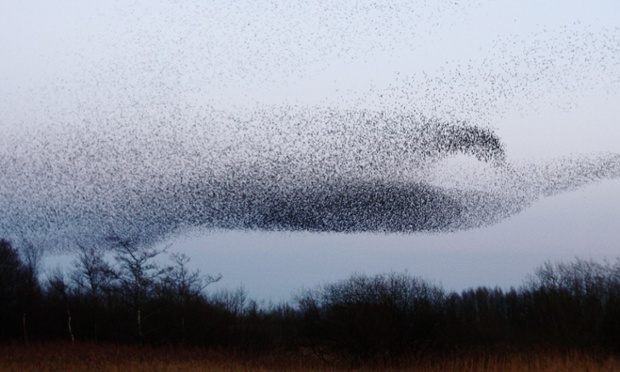 Murmuration of starlings on Middleton Moor near Stoney Middleton Derbyshire