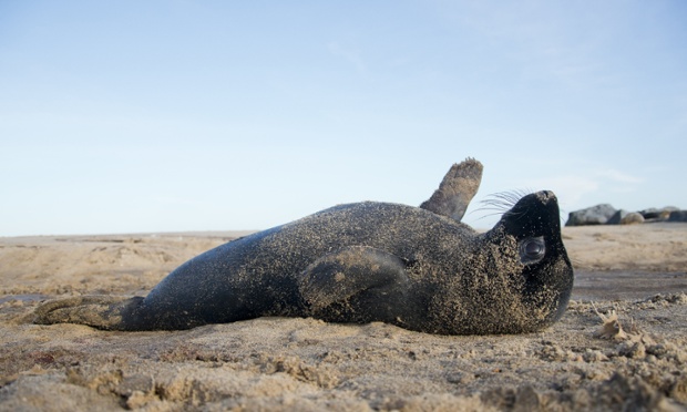 A black grey seal pup on the Norfolk coast, UK.