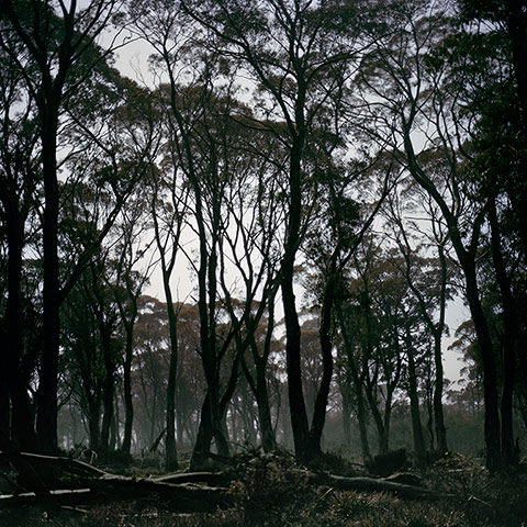 Darren Almond: Fullmoon@Eucalyptus Forest, 2013 