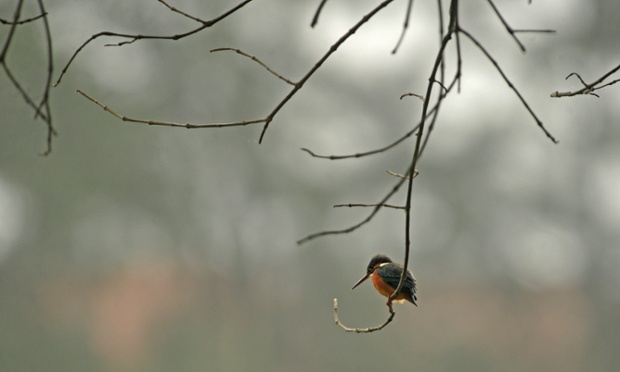 Kingfisher in Bangladesh.