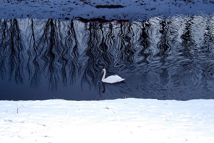 Your Pictures - Zigzag: swan on lake with snow in foreground