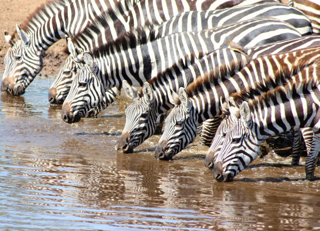 Your Pictures - Zigzag: Zebras drinking from a river