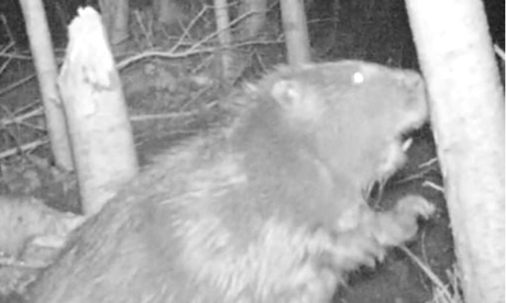 Is it an otter? No, it's a beaver beside the river Otter in Devon. 